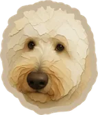Teddy: my dog and favorite coworker